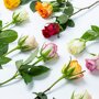 Brievenbus Rozen gemengd liggend